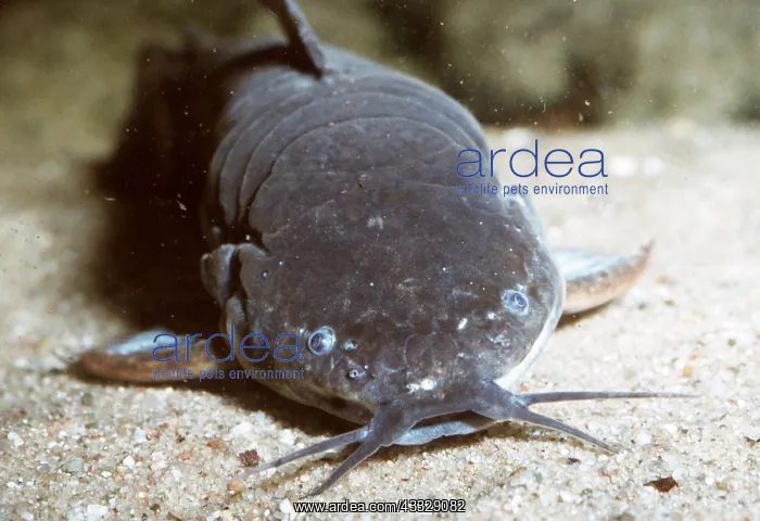 : Mailed / Armoured CATFISH - close-up head showing : Mailed / Armoured CATFISH - close-up head showing