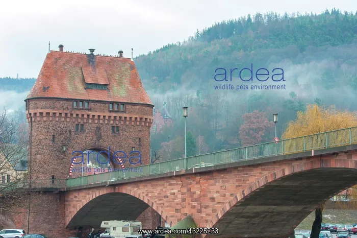 : Main Bridge over Main River, Miltenberg : Main Bridge over Main River, Miltenberg