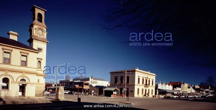: Main street of Beechworth, 19th-century gold-mining : Main street of Beechworth, 19th-century gold-mining