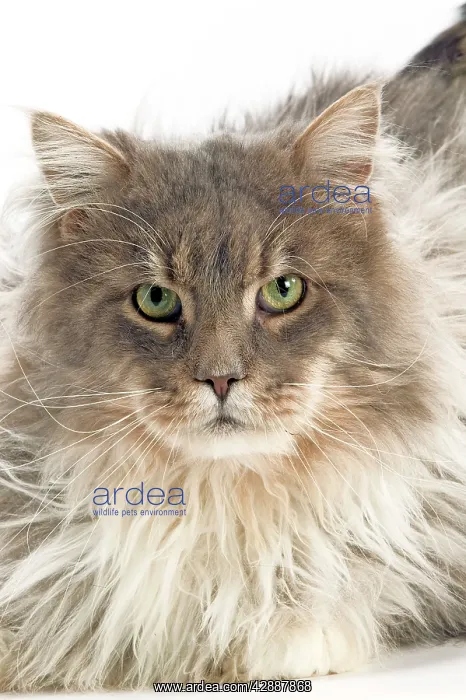 : Maine Coon - Blue Silver Tortie Tabby : Maine Coon - Blue Silver Tortie Tabby