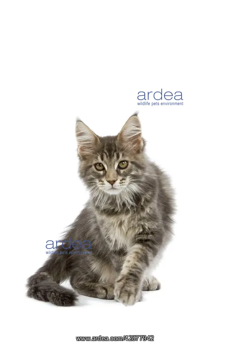  : Maine Coon - blue tabby