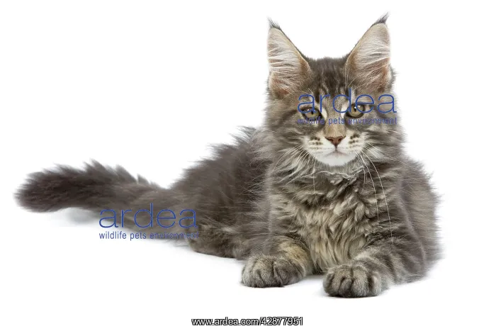  : Maine Coon - blue tabby