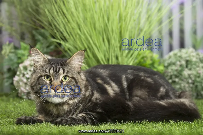  : Maine Coon Cat
