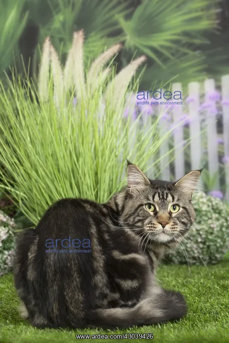  : Maine Coon Cat