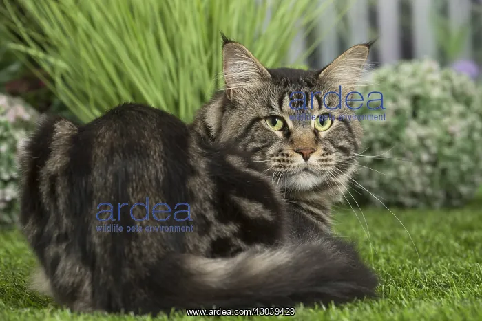  : Maine Coon Cat