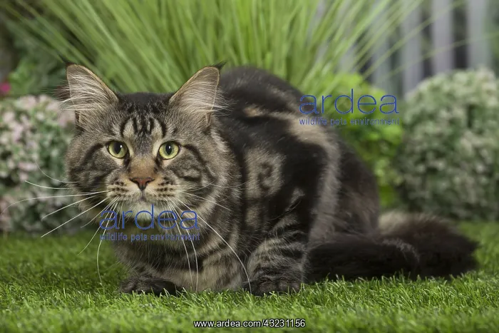 : Maine Coon Cat
