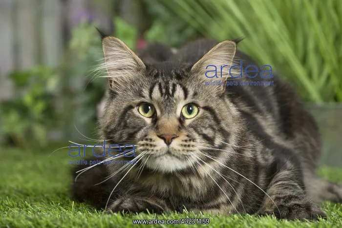  : Maine Coon Cat