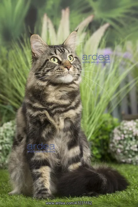  : Maine Coon Cat