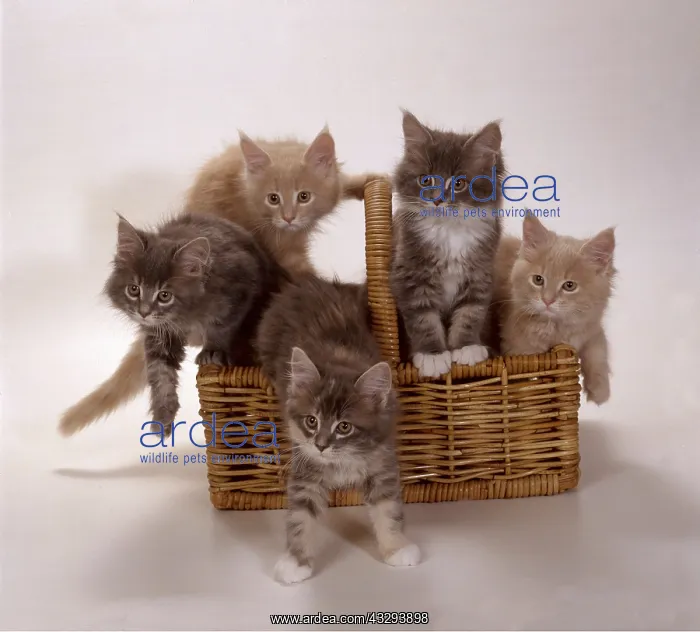 : MAINE COON CAT - 5 kittens in basket : MAINE COON CAT - 5 kittens in basket