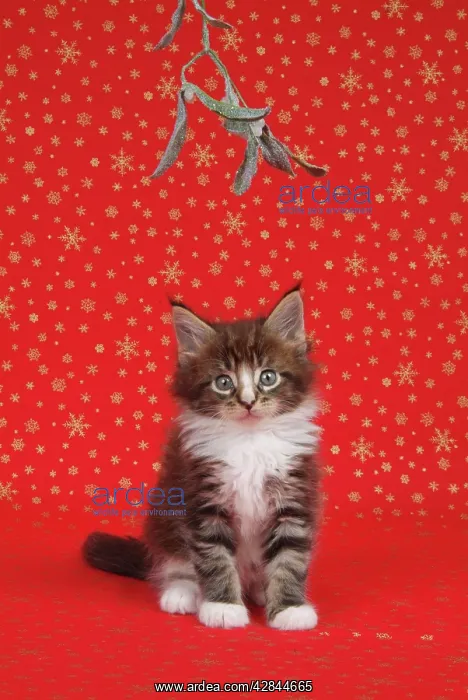 : Maine Coon Cat - 7 week kitten under mistletoe