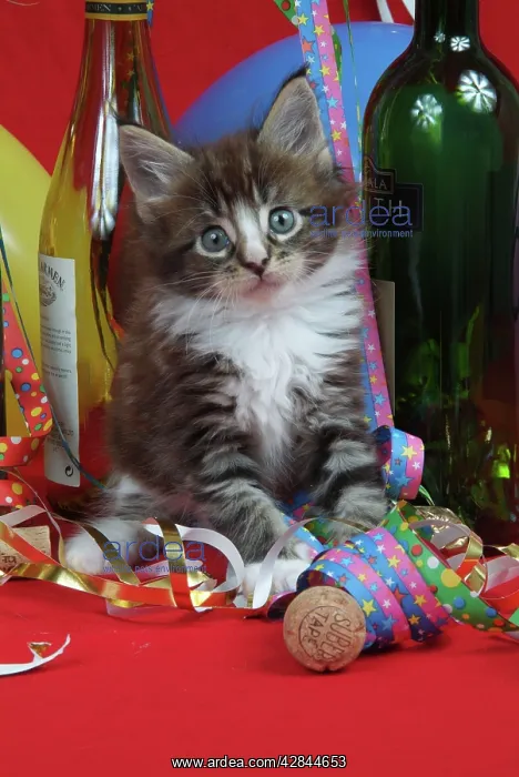  : Maine Coon Cat - 7 week kitten in party setting