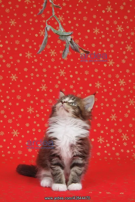  : Maine Coon Cat - 7 week old kitten under mistletoe