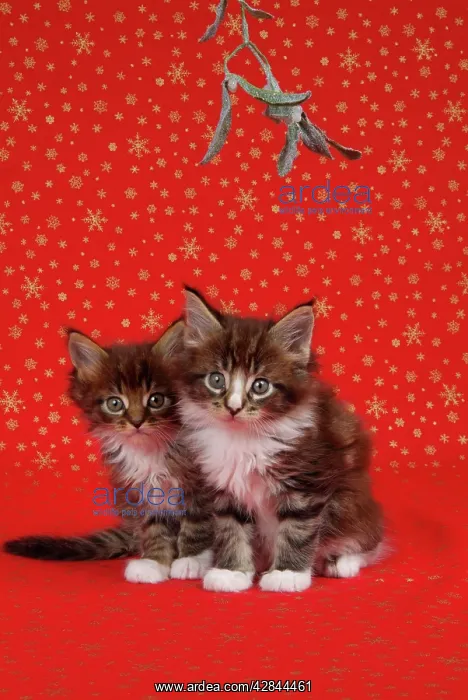 : Maine Coon Cat - Two 7 week old kittens under mistletoe : Maine Coon Cat - Two 7 week old kittens under mistletoe