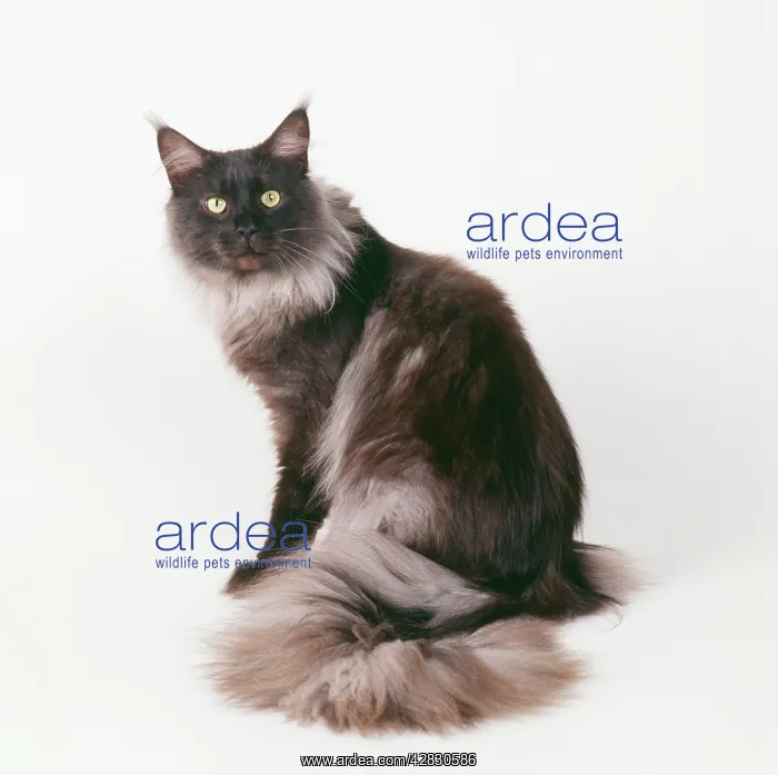 : Maine Coon CAT - Black Smoke Maine Coon sitting : Maine Coon CAT - Black Smoke Maine Coon sitting