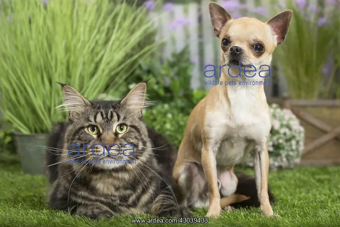 : Maine Coon Cat & Chihuahua Dog : Maine Coon Cat & Chihuahua Dog