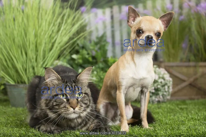 : Maine Coon Cat & Chihuahua Dog : Maine Coon Cat & Chihuahua Dog