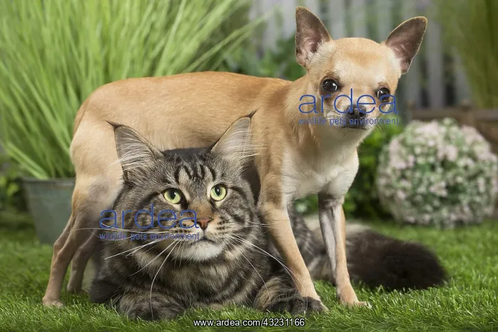 : Maine Coon Cat & Chihuahua Dog : Maine Coon Cat & Chihuahua Dog