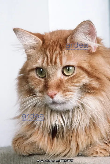 : MAINE COON CAT - Close Up Of Head : MAINE COON CAT - Close Up Of Head