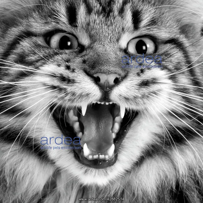 : Maine coon cat - close-up of face, mouth open. Black & white : Maine coon cat - close-up of face, mouth open. Black & white