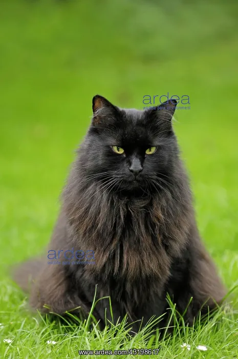 : Maine Coon Cat (Felis silvestris catus), in a meadow : Maine Coon Cat (Felis silvestris catus), in a meadow