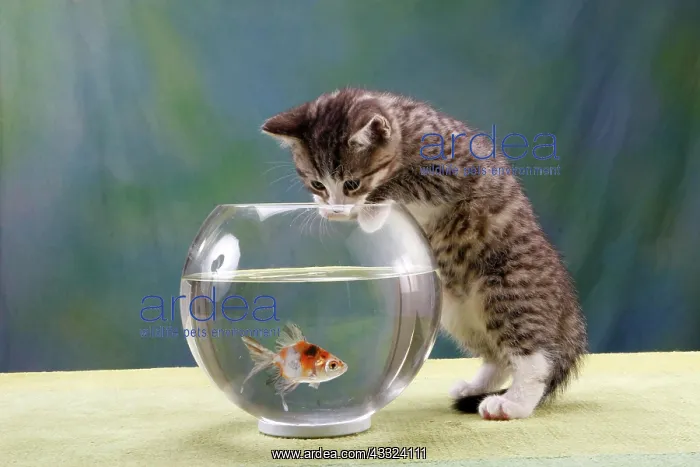 : Maine Coon Cat and Fish : Maine Coon Cat and Fish