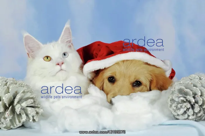 : Maine coon cat and golden retriever puppy with Santa : Maine coon cat and golden retriever puppy with Santa