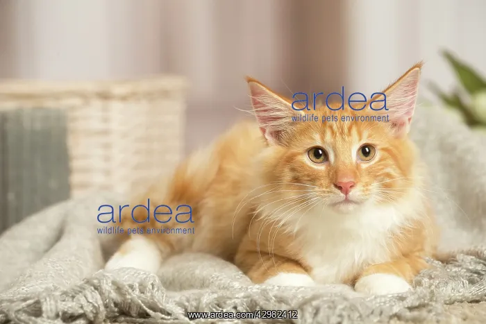 : Maine Coon cat indoors : Maine Coon cat indoors