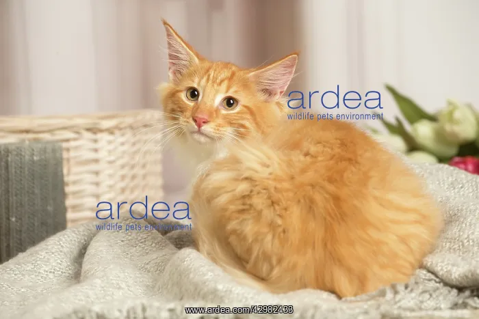: Maine Coon cat indoors : Maine Coon cat indoors
