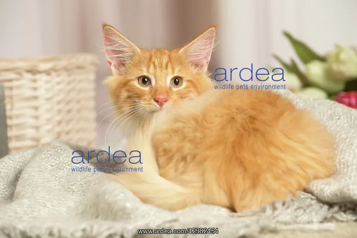 : Maine Coon cat indoors : Maine Coon cat indoors