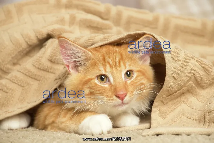 : Maine Coon cat indoors : Maine Coon cat indoors
