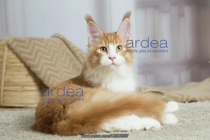 : Maine Coon cat indoors : Maine Coon cat indoors