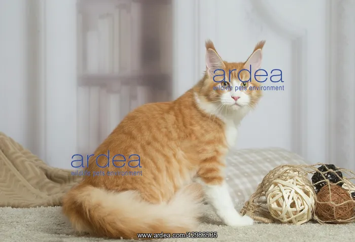 : Maine Coon cat indoors : Maine Coon cat indoors