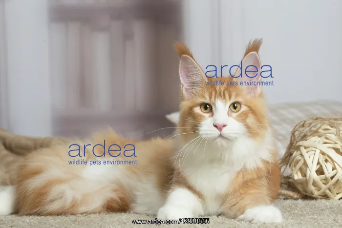 : Maine Coon cat indoors : Maine Coon cat indoors