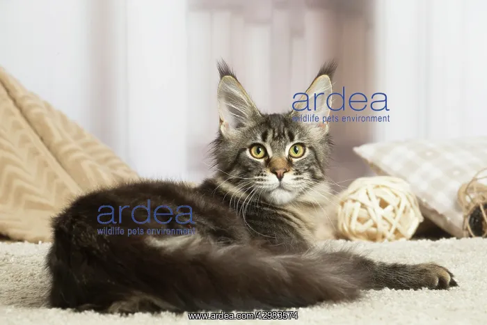 : Maine Coon cat indoors : Maine Coon cat indoors
