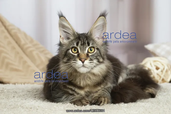 : Maine Coon cat indoors : Maine Coon cat indoors