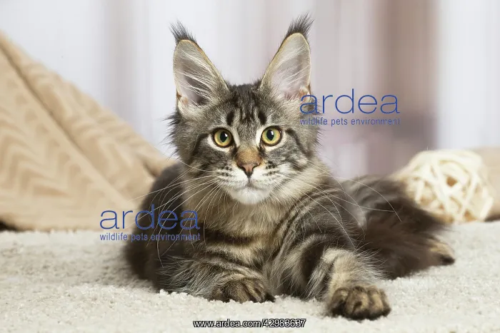 : Maine Coon cat indoors : Maine Coon cat indoors
