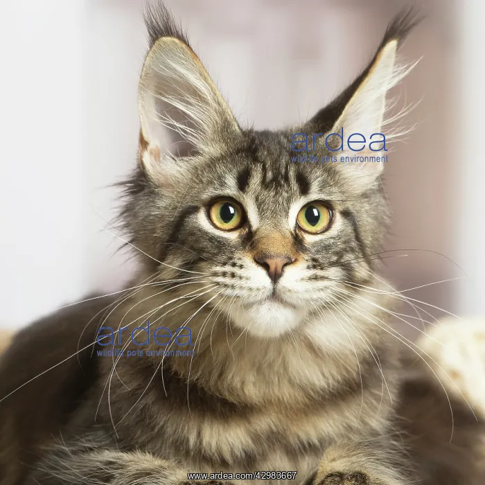 : Maine Coon cat indoors : Maine Coon cat indoors