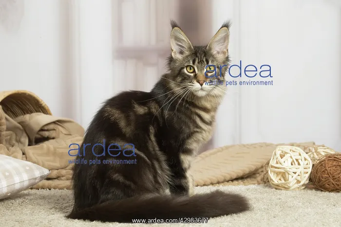 : Maine Coon cat indoors : Maine Coon cat indoors
