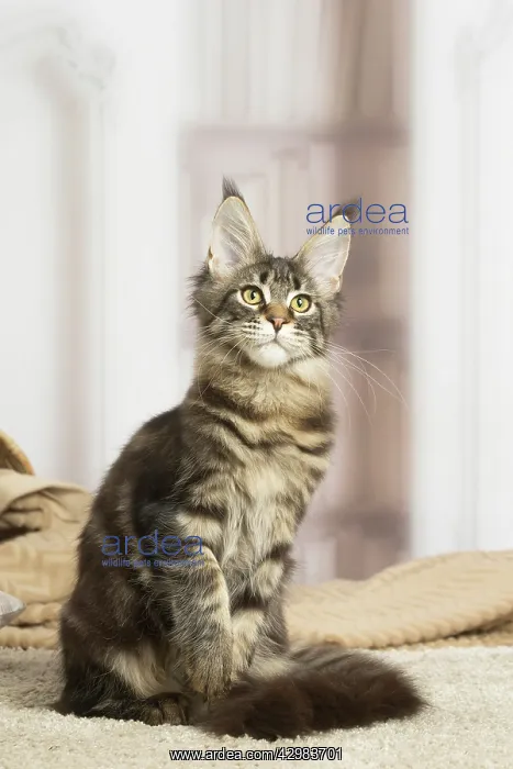 : Maine Coon cat indoors : Maine Coon cat indoors