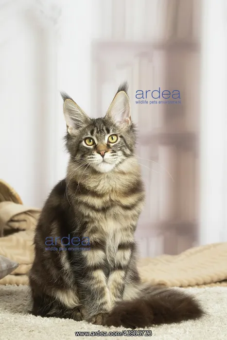 : Maine Coon cat indoors : Maine Coon cat indoors