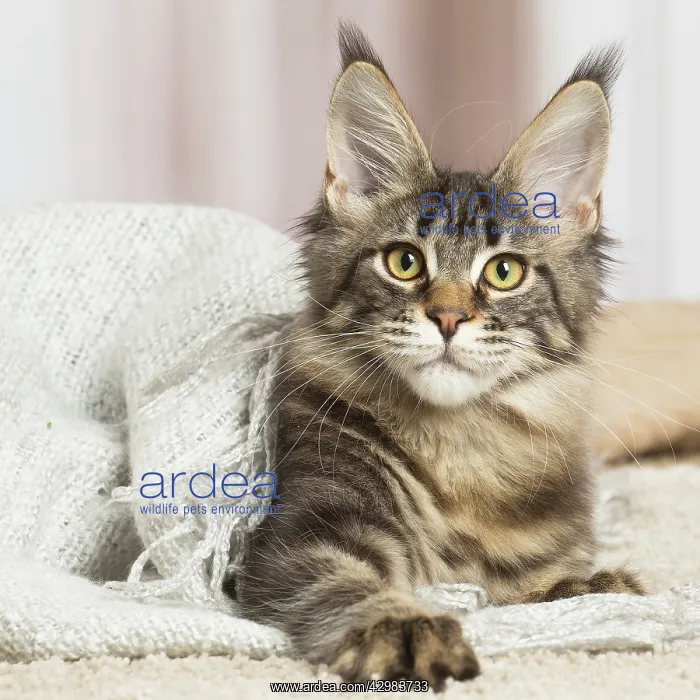 : Maine Coon cat indoors : Maine Coon cat indoors