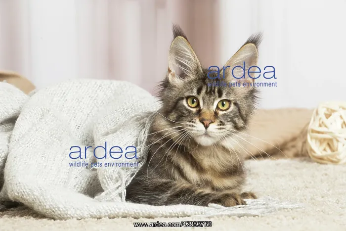 : Maine Coon cat indoors : Maine Coon cat indoors