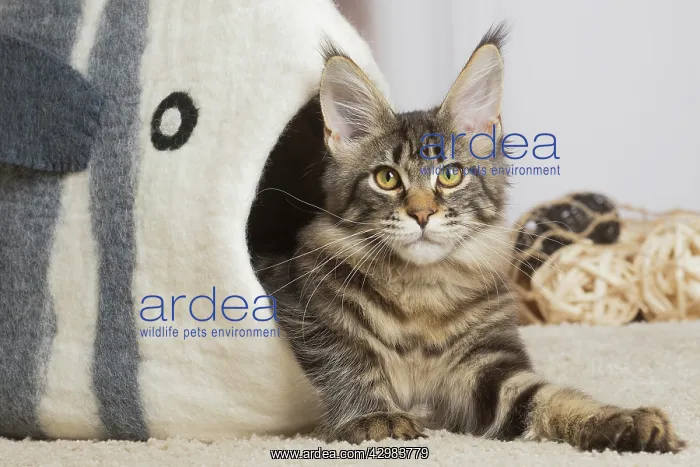 : Maine Coon cat indoors : Maine Coon cat indoors