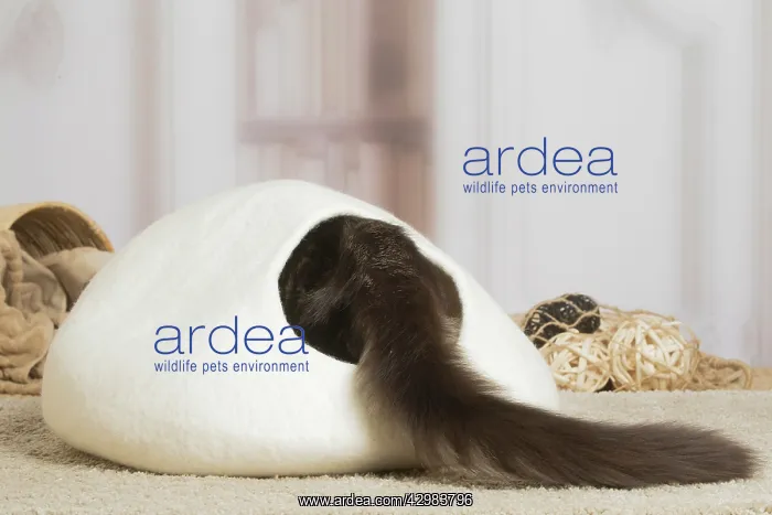 : Maine Coon cat indoors : Maine Coon cat indoors
