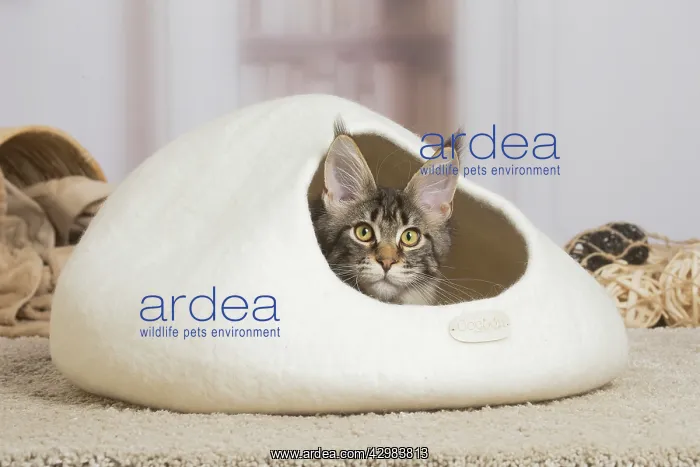 : Maine Coon cat indoors : Maine Coon cat indoors
