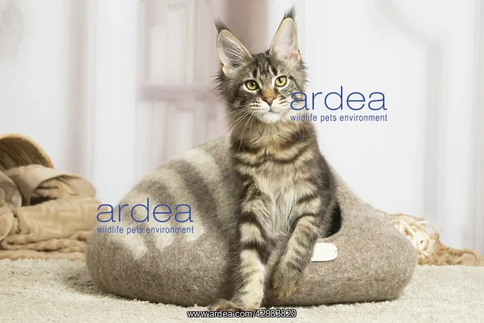 : Maine Coon cat indoors : Maine Coon cat indoors