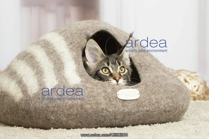 : Maine Coon cat indoors : Maine Coon cat indoors