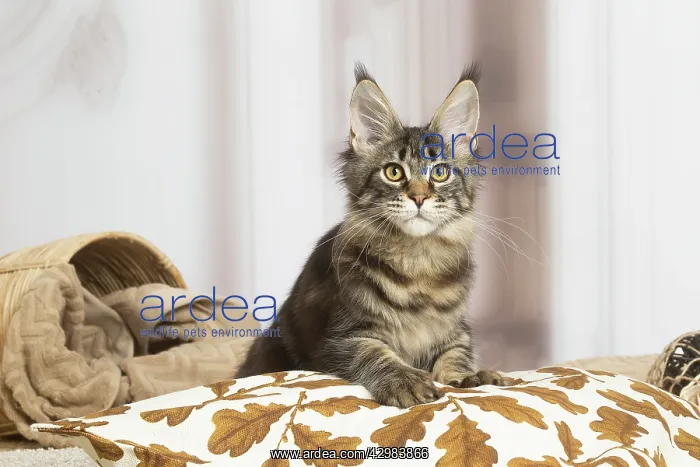 : Maine Coon cat indoors : Maine Coon cat indoors