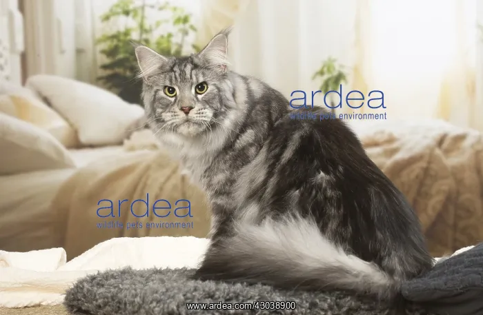  : Maine Coon Cat indoors