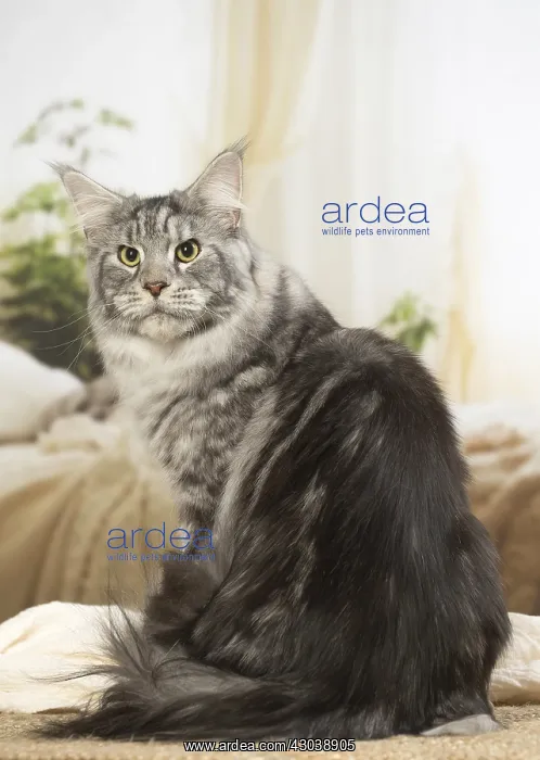  : Maine Coon Cat indoors